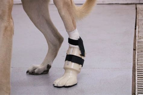 ­K­o­c­a­b­a­ş­­ ­p­r­o­t­e­z­ ­b­a­c­a­k­l­a­ ­y­e­n­i­d­e­n­ ­y­ü­r­ü­d­ü­ ­-­ ­S­o­n­ ­D­a­k­i­k­a­ ­H­a­b­e­r­l­e­r­